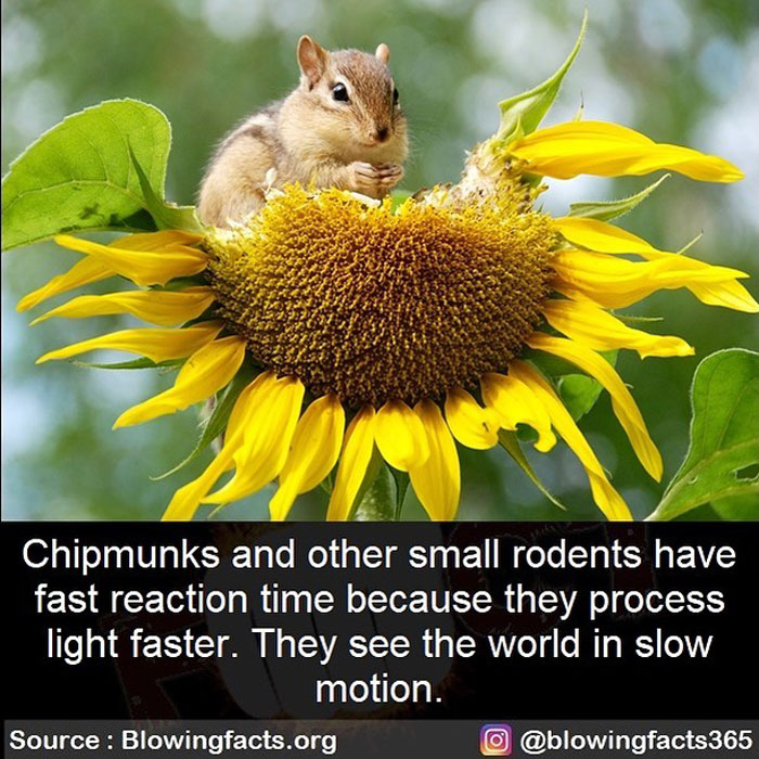 Chipmunks