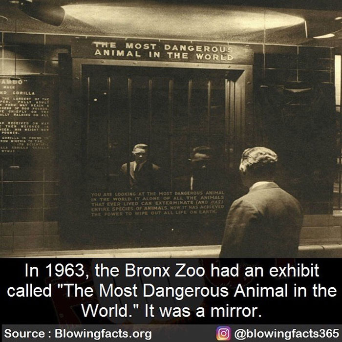 Most Dangerous Animal