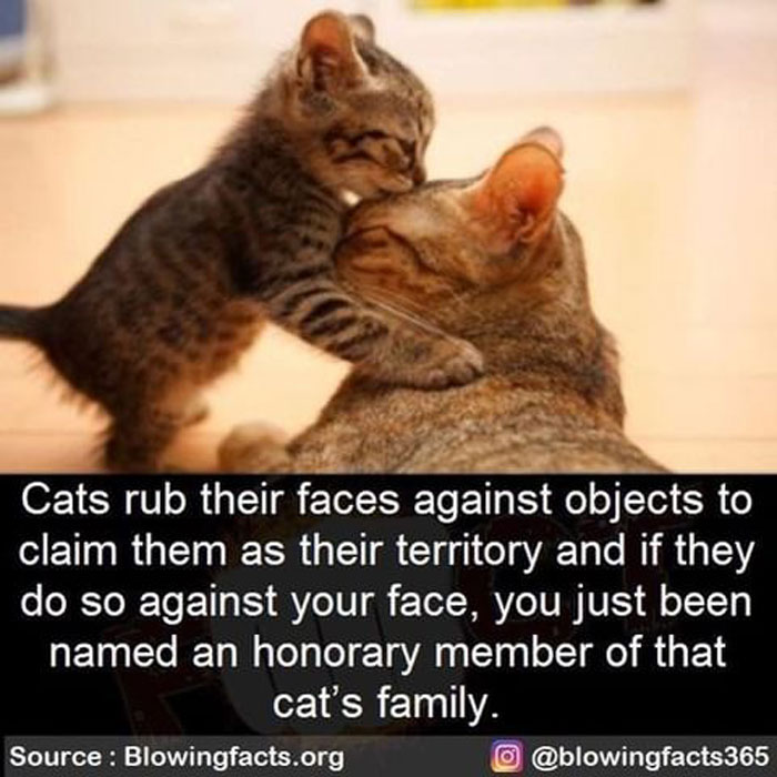 Cat Behavior