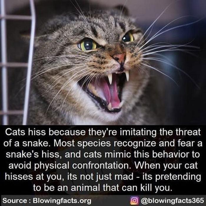 Cats Hissing