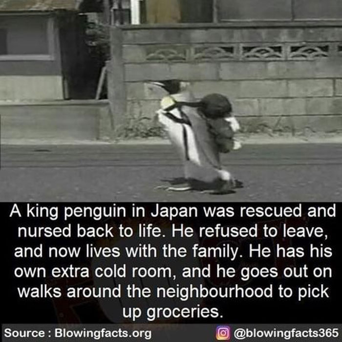 King Penguin