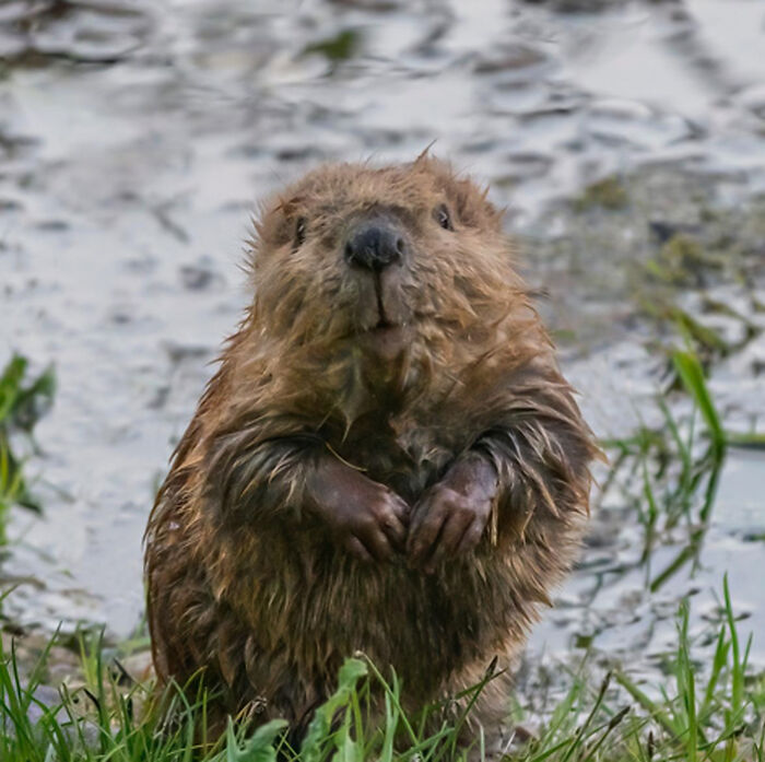 Baby Beaver Saying Hi