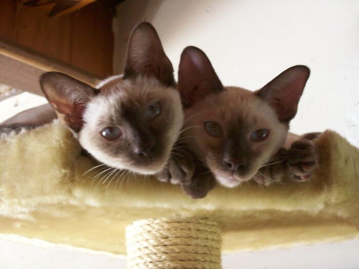 Siblings Sammy & Lucy, About 4 Months Old Here. They Just Turned 12.