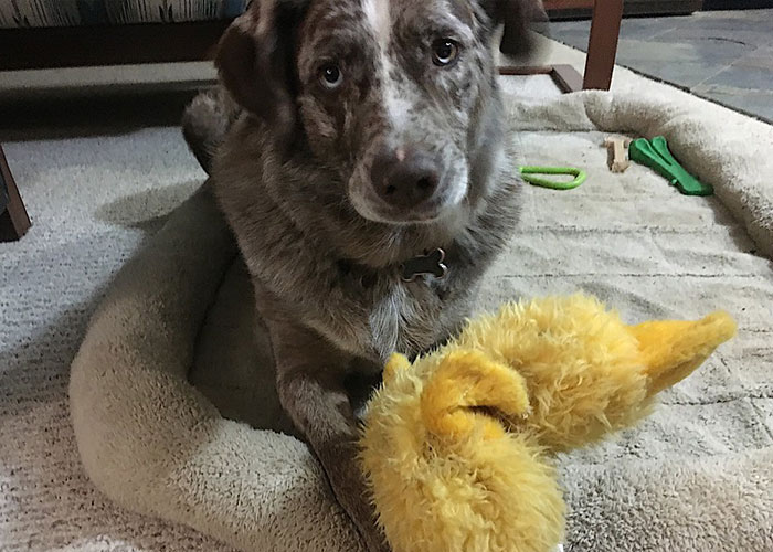 Person Receives Letter From Elderly Neighbor Detailing His Newly Found Happiness In Life Thanks To Him Being Asked To Babysit Their Pets