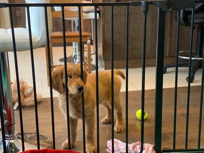 Our Pup, Patsy, When She Was Outside The Pen Area And We Were Inside. "Hey! I Want To Get To You! Lemme Just Squeeze Right In Here..."