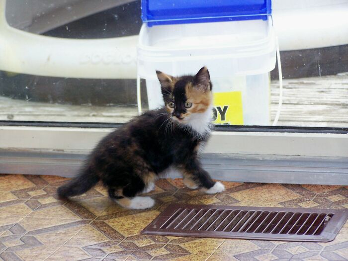 Midori, Born In The Backyard And Still Going Strong Now 15 Years Later