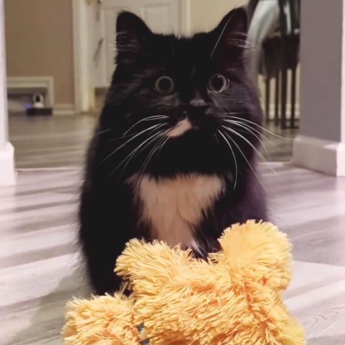 Kitty Becomes Internet Sensation After His Mom Catches Him Stealing Her Daughter&rsquo;s Toys With Hidden Cameras