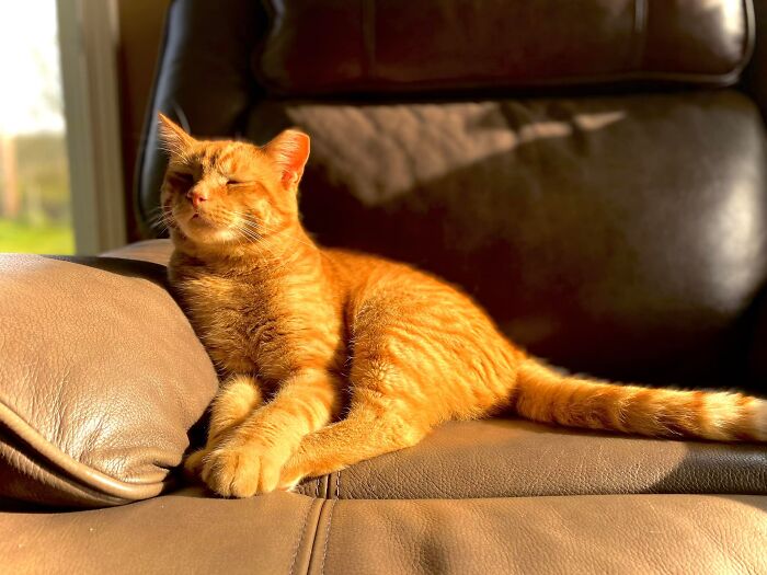 Hagrid Is Back And Found The Sunshine