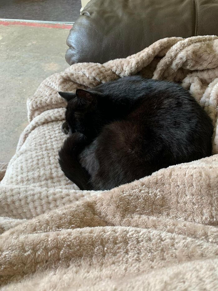 I Don’t Need My Own Cat, I’ve Got A Timeshare In Next Door’s