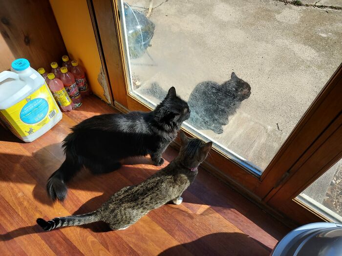 As You See There Is Two Long Haired Black Cats In The Picture