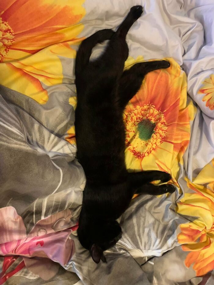 My Bed Not My Void This Is Big Cat. He Sleeps Here Sometimes But Sometimes Just Turns Up At Breakfast Time To Be Fed I Know Who Owns Him We Will Miss Him In A Few Weeks When We Move