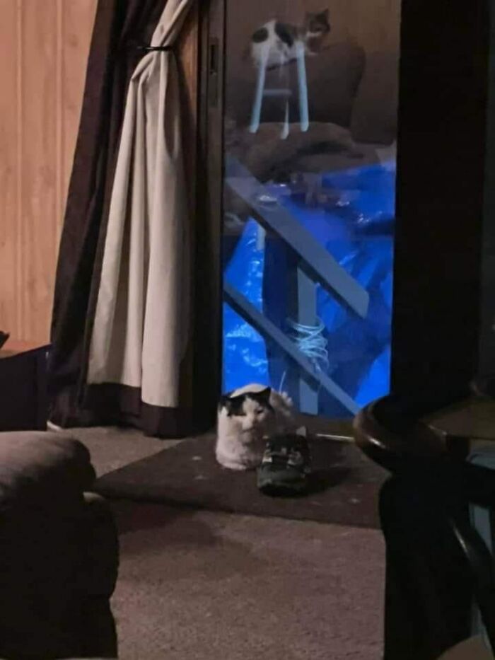 My Daughter Saw This Beat Up Stray Cat And Started Feeding Him