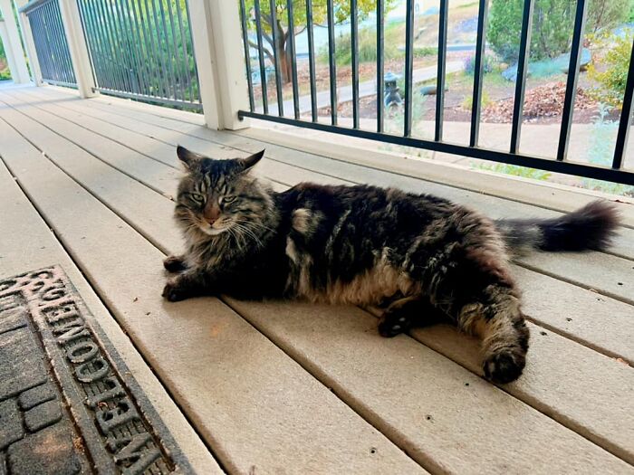 This Is Fluffy, It’s Not Her Real Name, But I Don’t Know If She (Or He) Has One