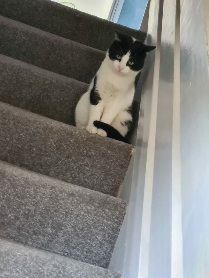 My House Not My Cat, This Beautiful Puss Is A Regular Visitor, Pretty Sure It's My Cat Inviting His Freind Over When I'm Not Here