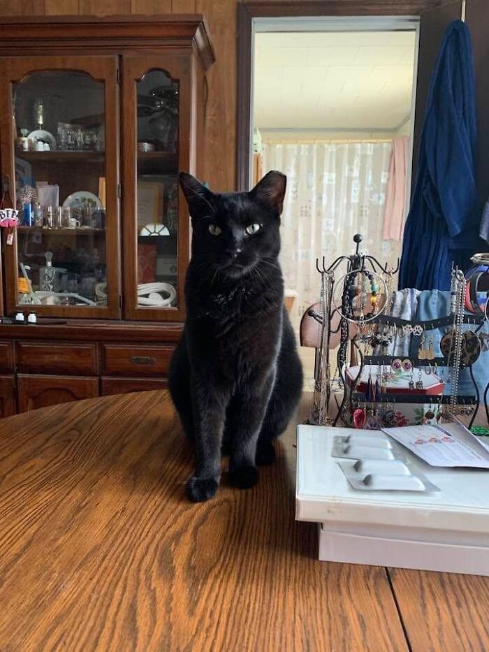 Pretty Sure He’s The Neighbor Kitty, 2-3 Houses Down