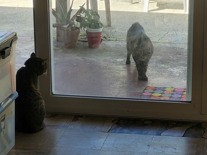 Glitch In The Matrix? Doppelganger? Dark Wizardry?