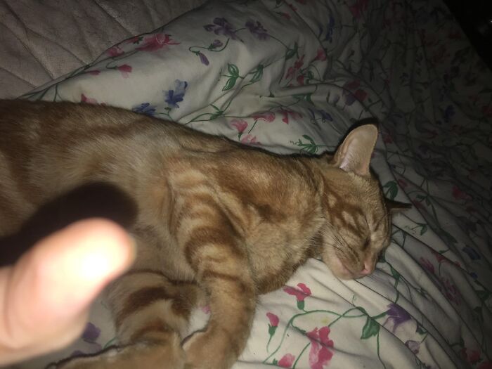 19th November 2018…. This Little Guy Jumped Through My Window As I Was Sleeping On The Sofa And Started Eating My Food That Was On The Table, He Ended Up Staying The Night So I Called Him Rusty