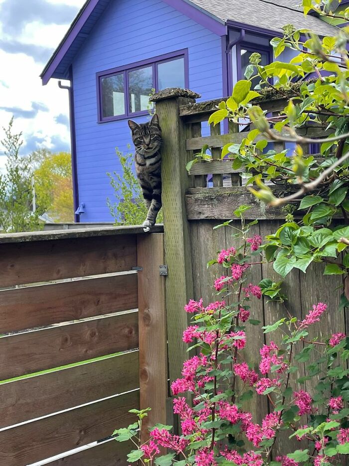 This Sweetie Came To My Kitchen Door And Basically Told Me To Come Out For Pets. This Shot Is Just Before They Scooted Along Their Way Down The Fence