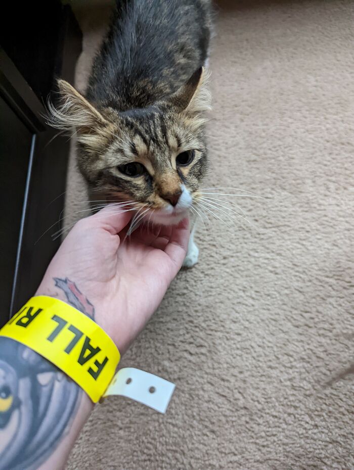 Got A Delivery For A New Mattress At My Apartment Today, This Lil Cutie Snuck In While I Let The Guys In My Apartment, Not My Cat