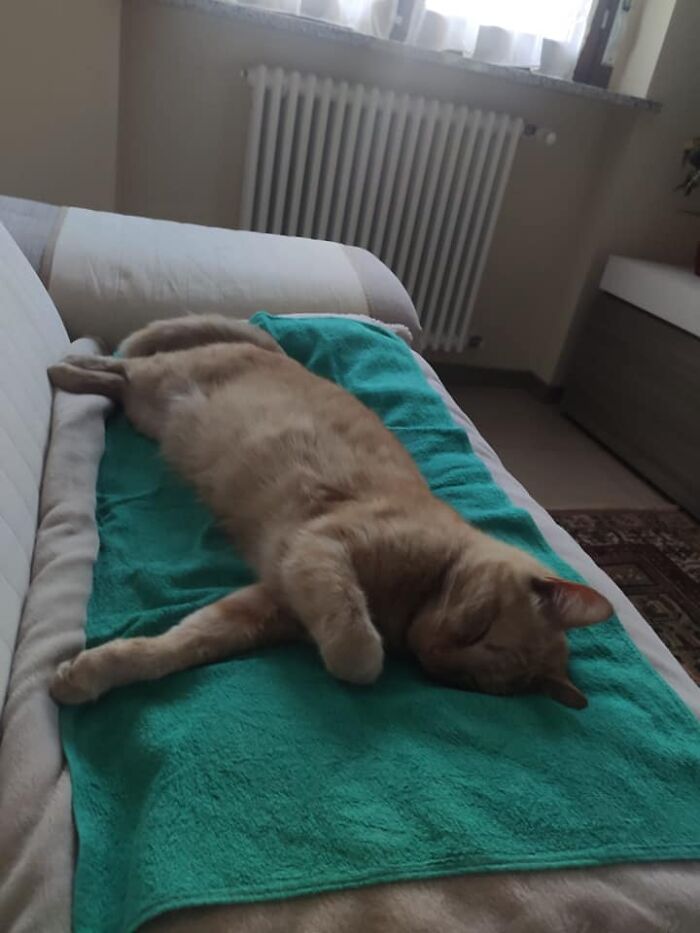 Greetings From Italy, This Sweet Guy Is Geppo, Who Started Visiting Me Some Time Ago On The Window And Then Settled, Permanently, At My House For A Few Weeks