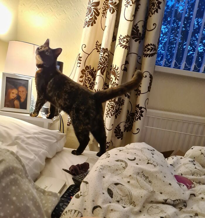 A Sweet Girl Climbed Through My Window Tonight