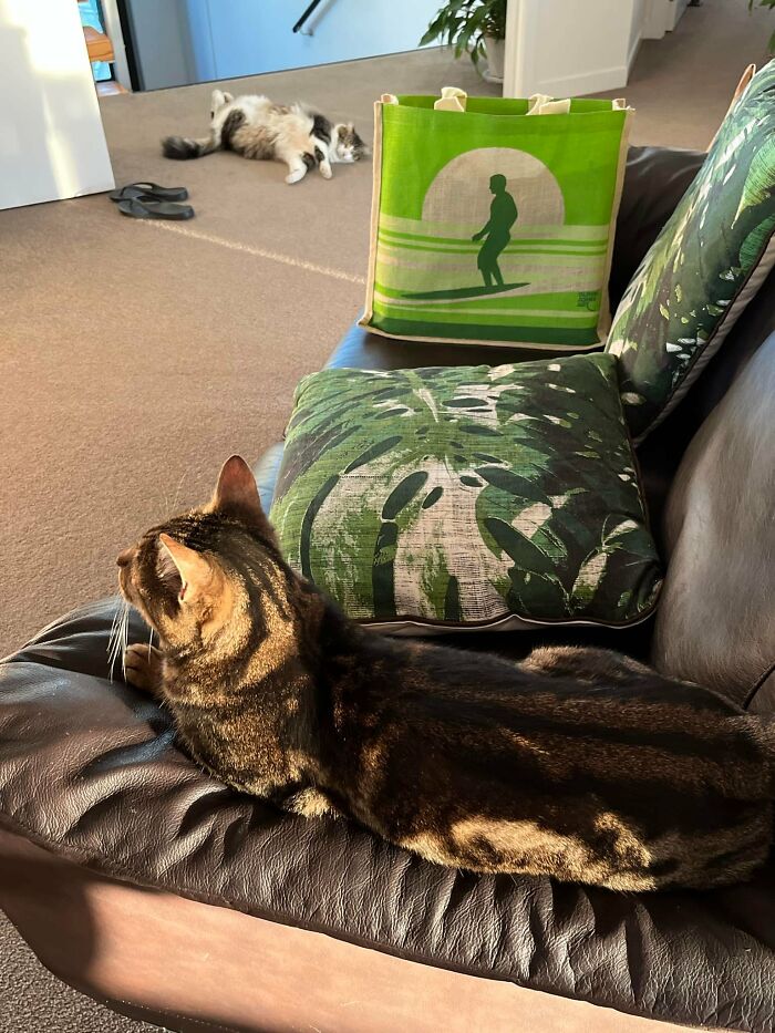 Definitely Easter And Hungry Cats Ranging. Had This Little Guy Rock On Up For The Last Couple Of Days To Eat Our Cat’s Food And Get Some Company