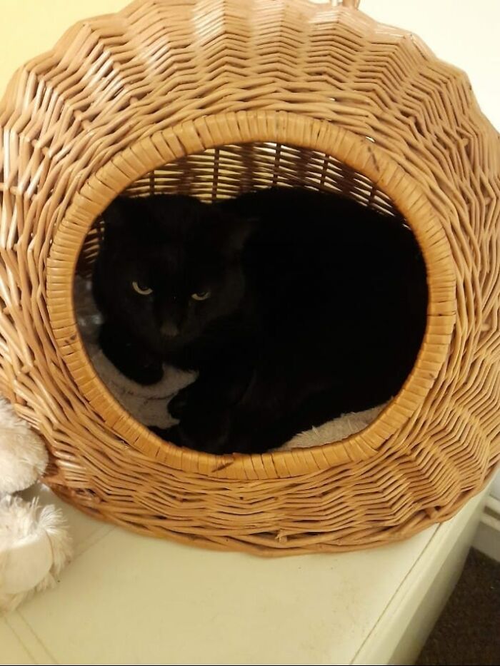 So Just Found This In My Cats Basket. Not My Cat!