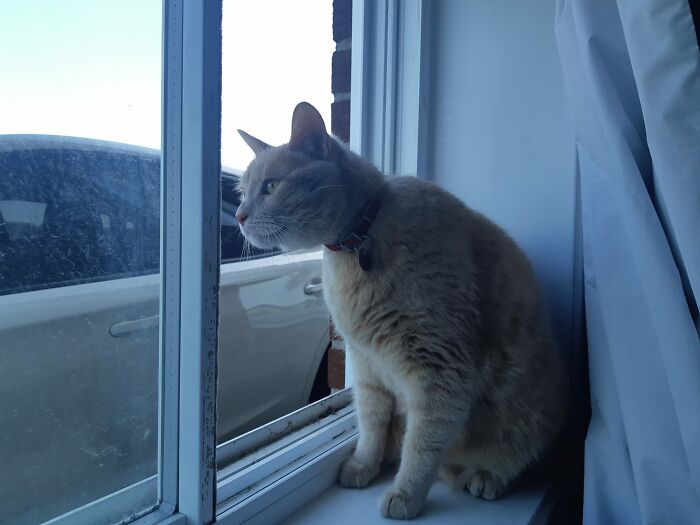 So I Heard Meowing Outside Of My Appartment. I Oppened The Window To See This Beautiful Thing Just Jump In...