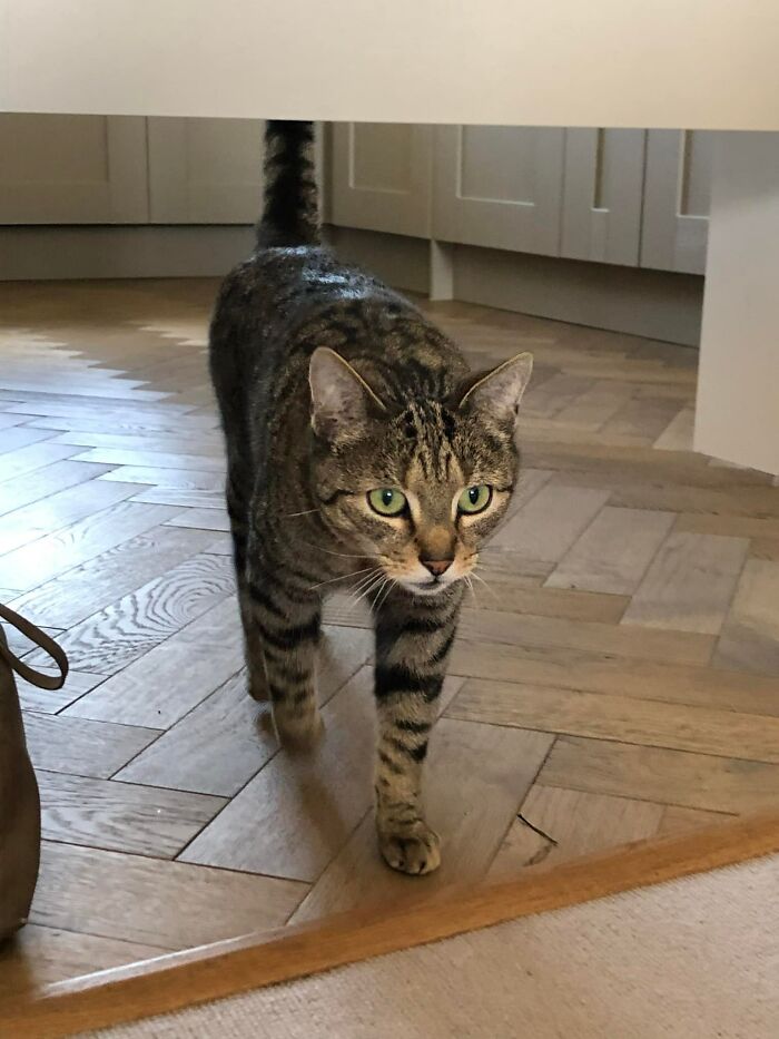 I’ve Just Moved To A New House. 2 Cats Have Been In To Investigate Already. This Is The Friendliest One - Hagrid. The Other One Left Me A Dead Mouse As A Welcome To The Neighbourhood Gift