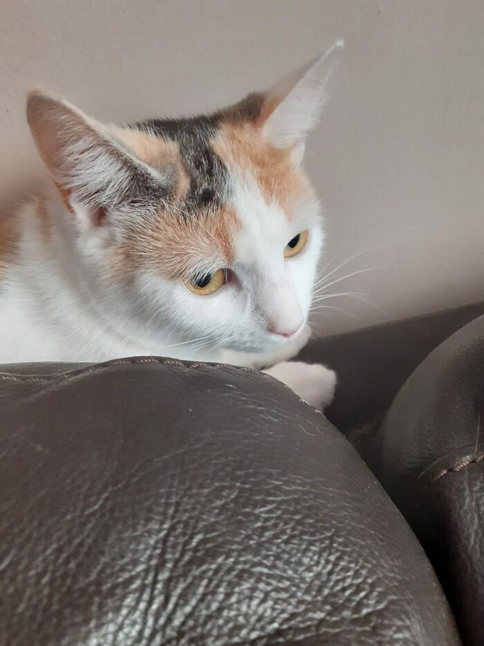 I Have Two Cats, This Is Not One Of Them