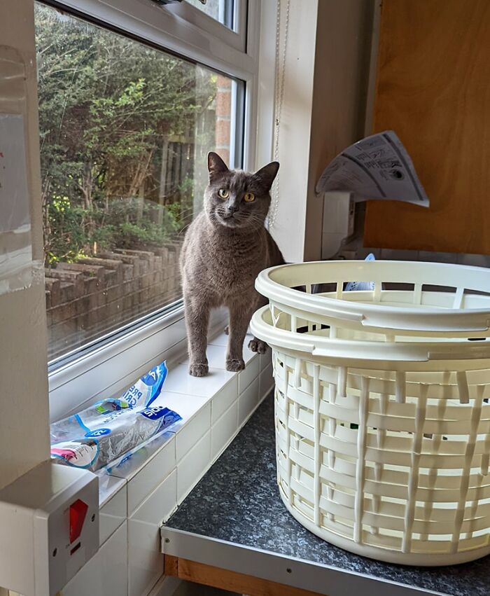 There Are No Pets Allowed In My Shared Accommodation, But Apparently Nobody Told This Baby Or Their Much Quicker Ginger Friend, And Obviously I'm Not Gonna Tell On Them