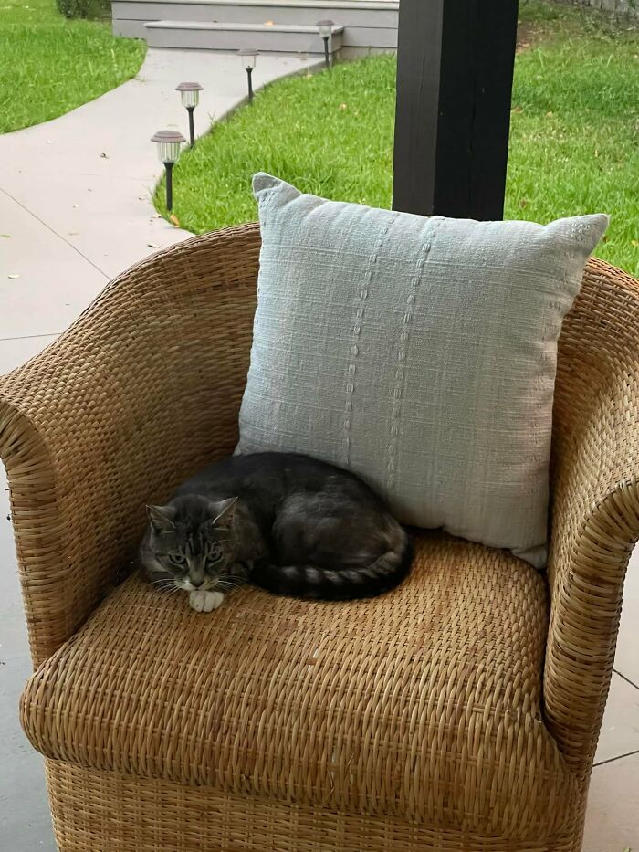 I Moved Into A New Place A Couple Of Weeks Ago. I Went Out To My Back Porch To Have Coffee And Was Greeted By This Guy. My House, Not My Cat