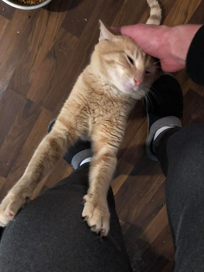 Not My Cat, But He Heard The Thunder From The Storms Rolling In Here In Indiana Near Louisville And Was Pawing At The Door To Get In And Take Shelter. Lol. Sweet Guy