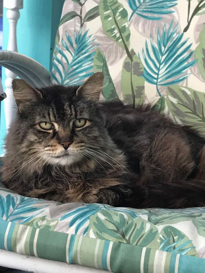 So This Was Joe. My Moms Former Neighbors “Owned” Joe