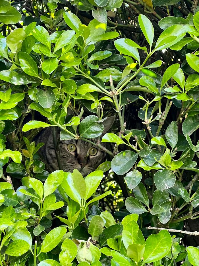 This Is Talus, The Teenage Kitty That Lives Behind Us