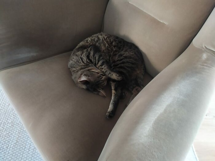 You Might Remember This Little Guy Watching My Computer Screen A Few Weeks Back. He Has Discovered A Side Window To Sneak Into The House And I Came Home To Find Him Sleeping In My Chair