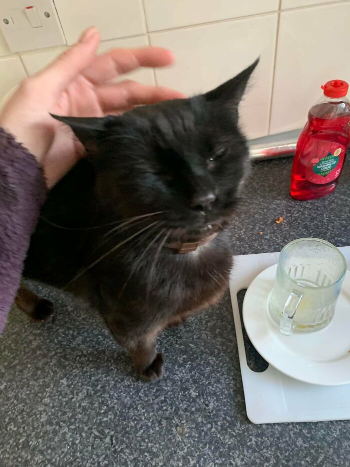 This Is Olivia Derpington. She Pretty Much Lives At My House But Isn’t Ours And We Move In A Month