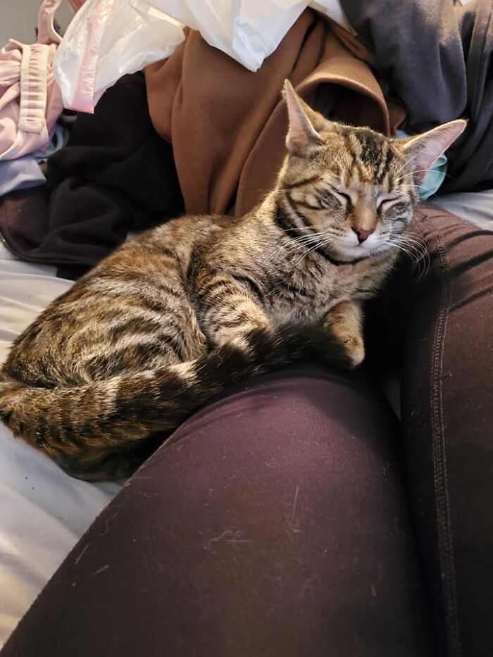 Not. My. Cat. Keep Telling Myself That