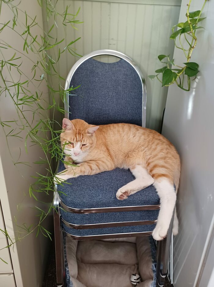 This Guy Has Been Hanging Around For A Few Weeks. He Comes To Eat Twice A Day And Is Now Coming Inside To Nap Occasionally. Neutered Male That Has Been Declawed. Very Sweet And Sociable. He's Not My Cat But He May Think This Is His House