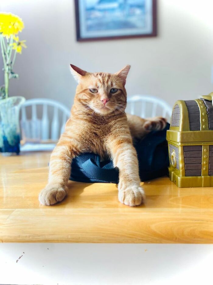 Hagrid Has Returned And Taken Claim To The Kitchen Table