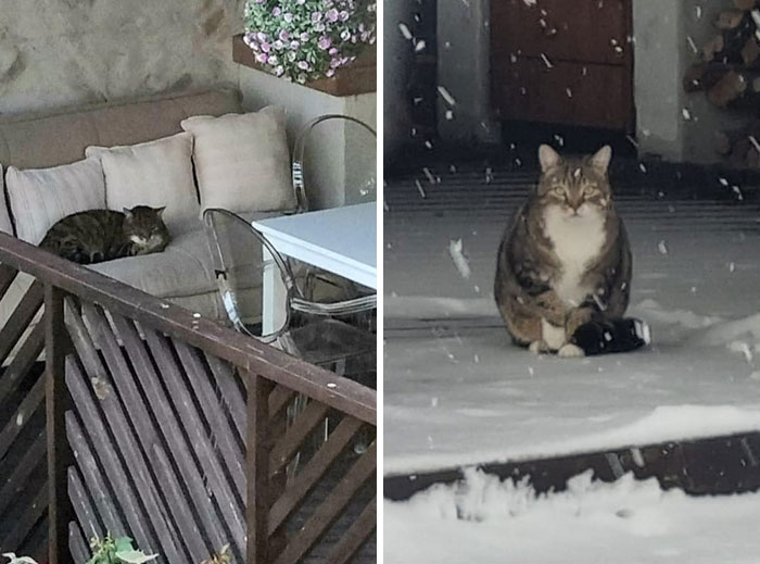 This Is Our Outdoor Kitchen. But That Is Not Our Cat. I Have No Idea Where His Real Home Is. He's Well Fed And Definitely Not Homeless. But Obviously He Likes Our Place, Too, Both In Summer And Winter