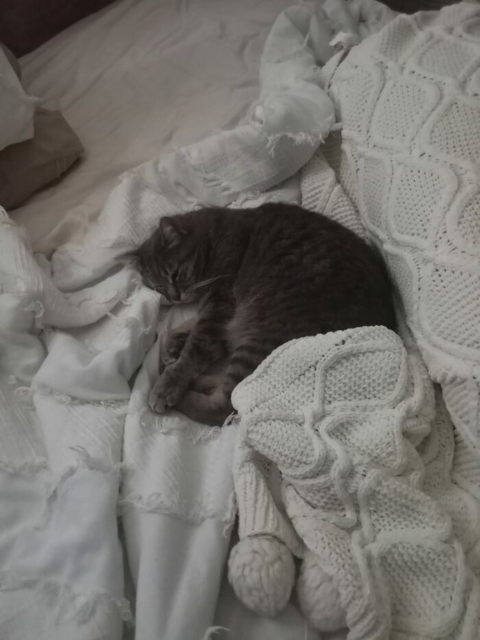 "Nmc" Enjoying, What I Assume Is, "Not Really My Bed Anymore"