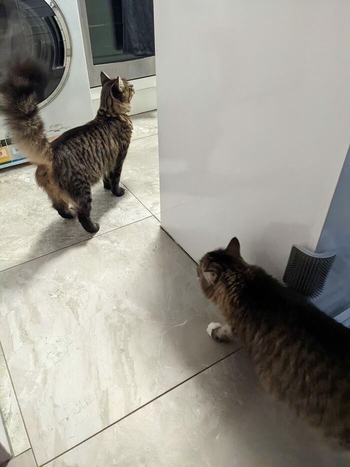 My House, Not My Cat On The Left, My Perplexed Cat On The Right