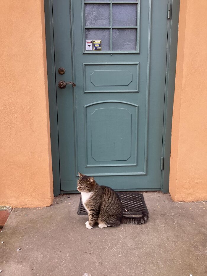 Our Neighbors Cat Disapproves Of Not Being Let Inside Our House