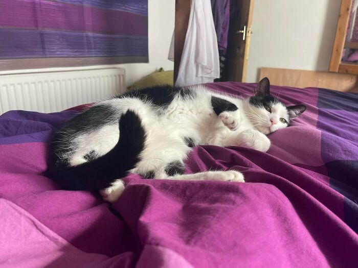 My Neighbour Is Moving Soon And Won’t Be Able To Take Her Cat With Her For A Few Months. I Did A Short Trial To See If He Would Feel Comfy At Mine. This Was Taken About Five Minutes After He Came Round. I Think It Was A Success