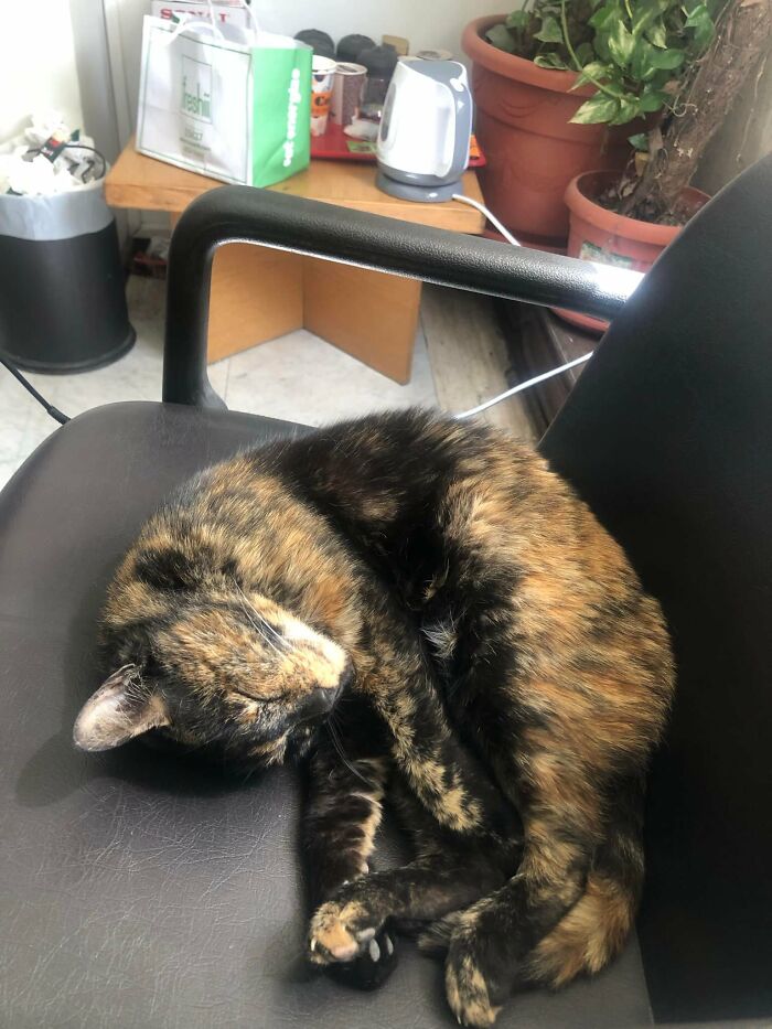 My Office, Not My Cat? Edit: She Visits Every Day