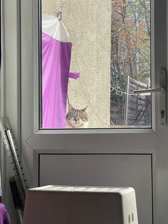 Furthermore, This Fella Has Greeted Me The Last Few Mornings. He’s Chonky And If His Collar Is To Be Believed, His Name Is ‘Do Not Feed!’