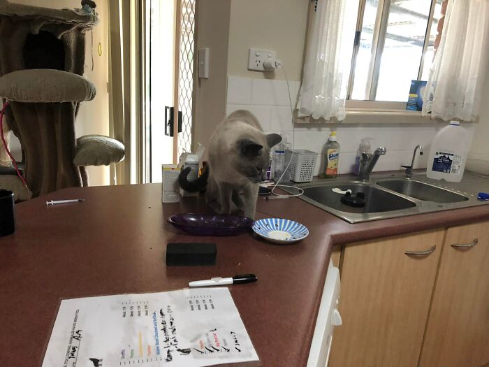 Not My Cat Sully Is Still Here And Now Thinks The House Rules That Apply To My Cats Do Not Apply To Him