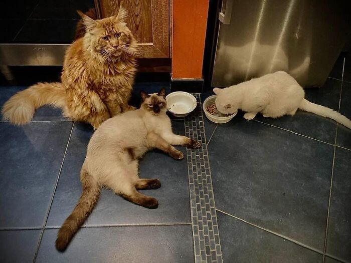 My Two Cats Are Wondering Who’ S Eating Their Food