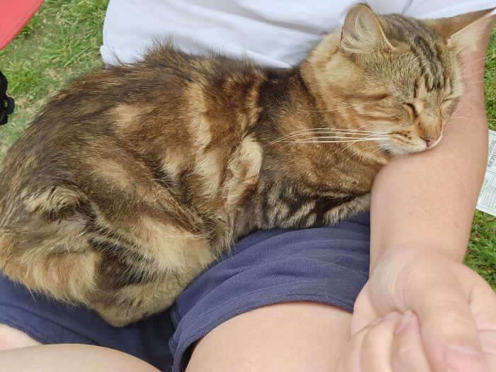 This Guy Showed Up A Few Days Ago... Friendly To The Point Of Annoying Lol I Do Enjoy The Cuddles Though! We Call Him Ricky Bobby (He's A Manx)